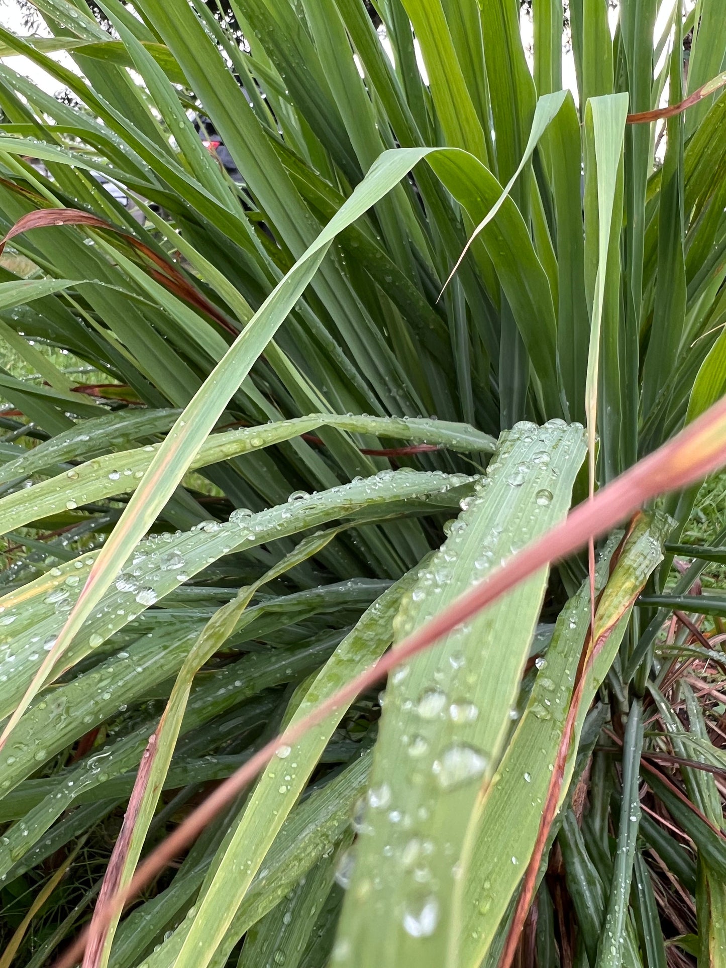 30 Organic fresh Lemongrass leaves, cymbopogon leaves, barbed wire grass