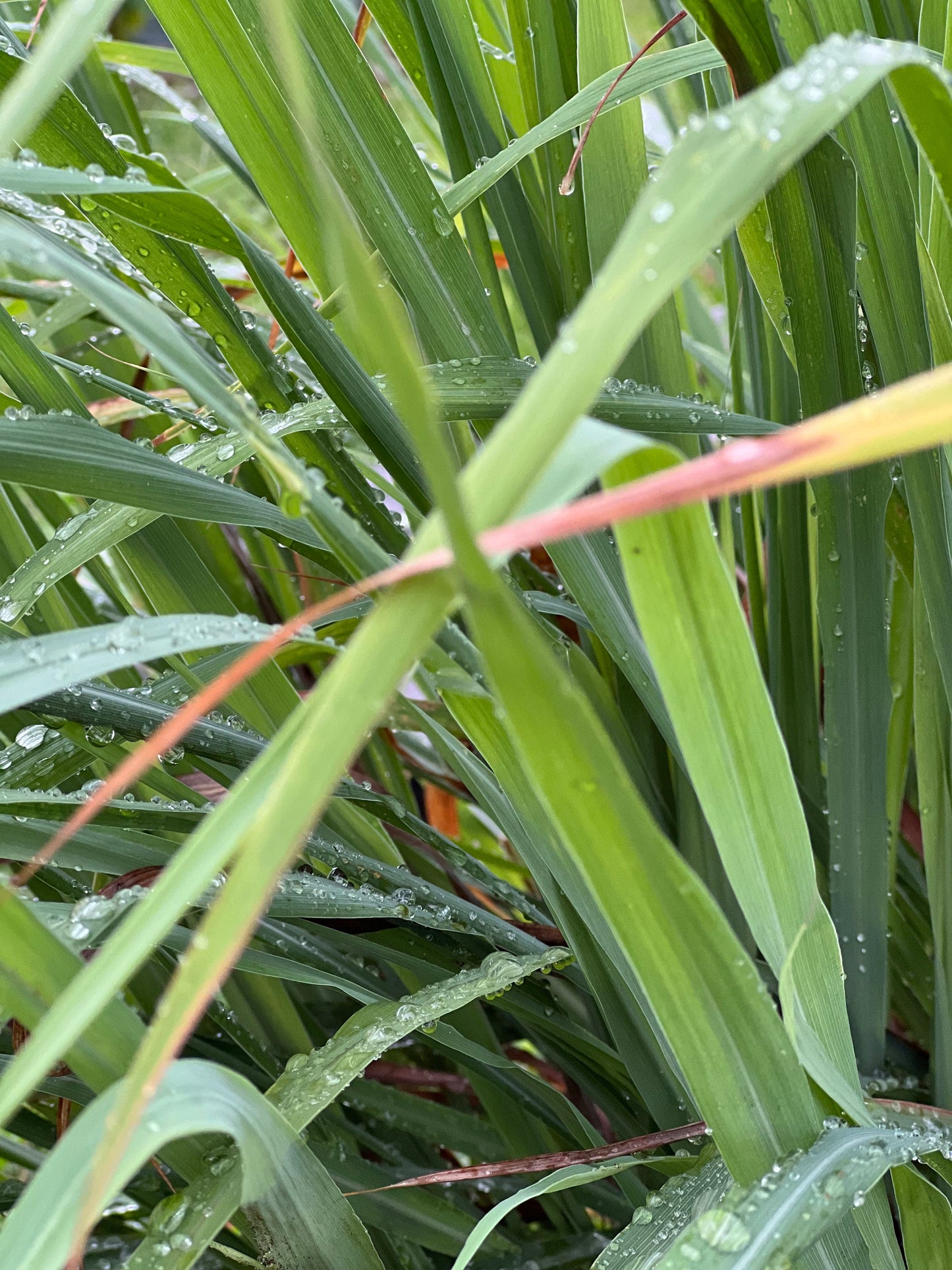 30 Organic fresh Lemongrass leaves, cymbopogon leaves, barbed wire grass