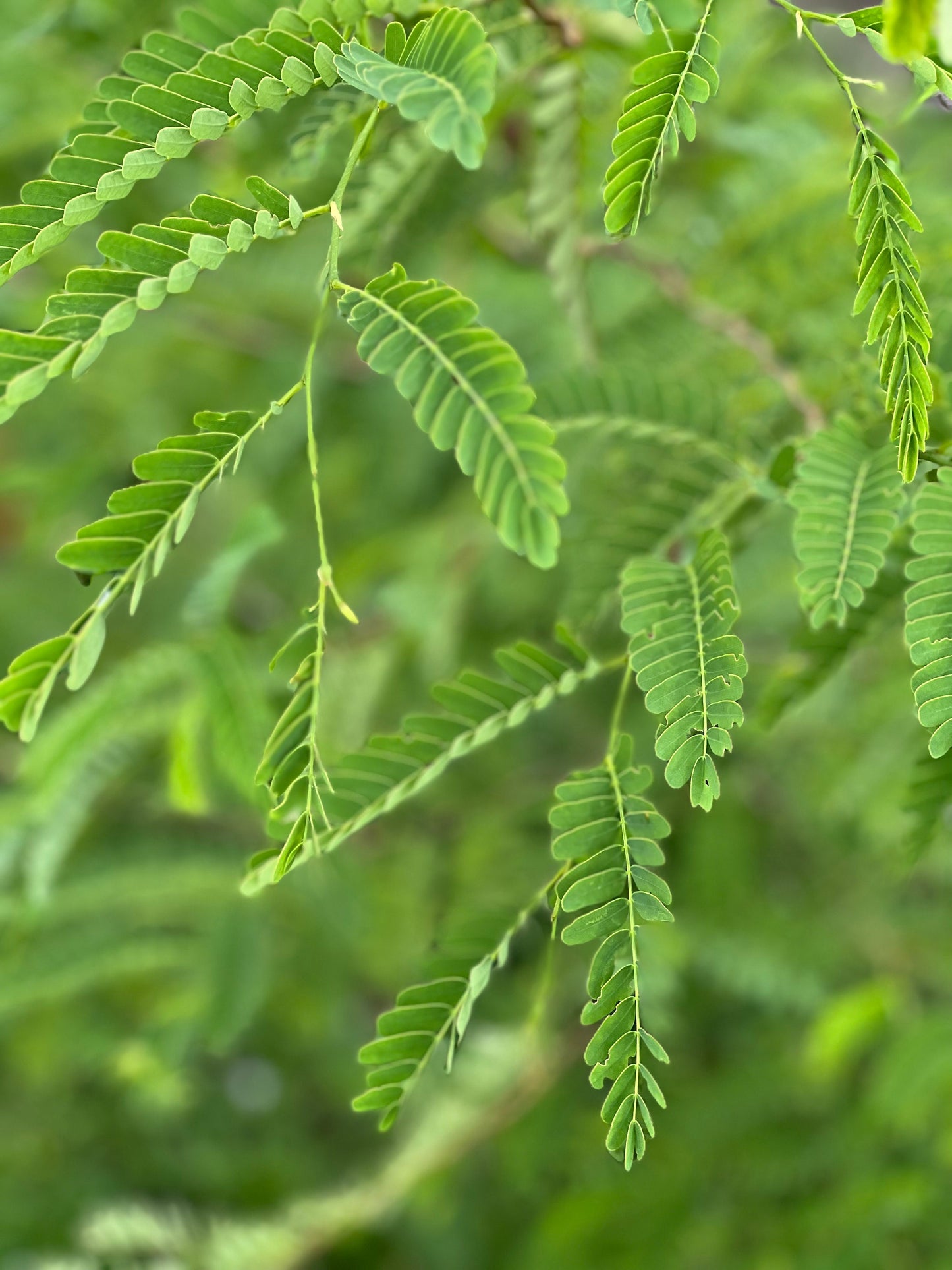 100 Fresh organic handpicked tamarind leaves, 100 tamarindus indica leaves