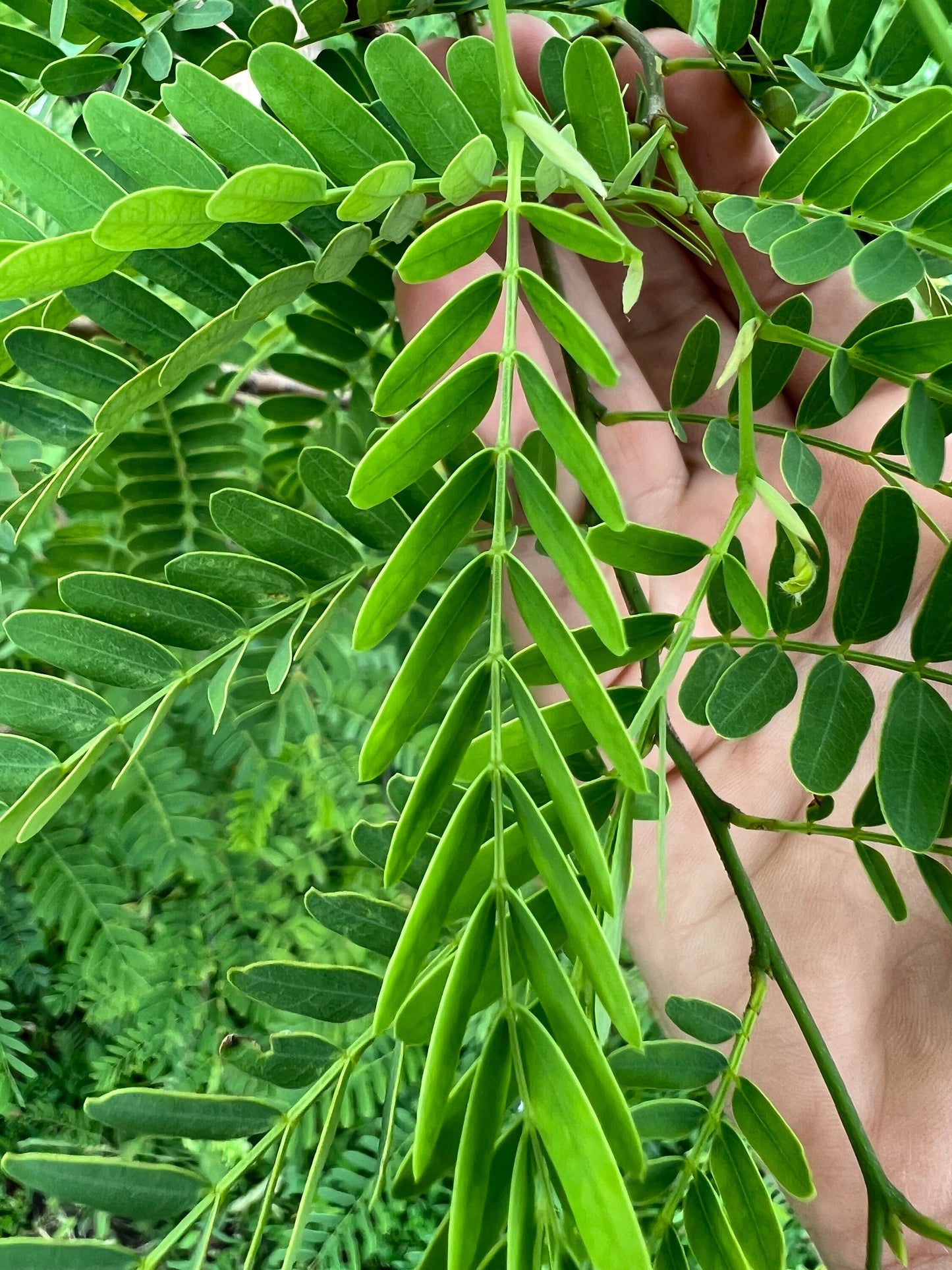 100 Fresh organic handpicked tamarind leaves, 100 tamarindus indica leaves