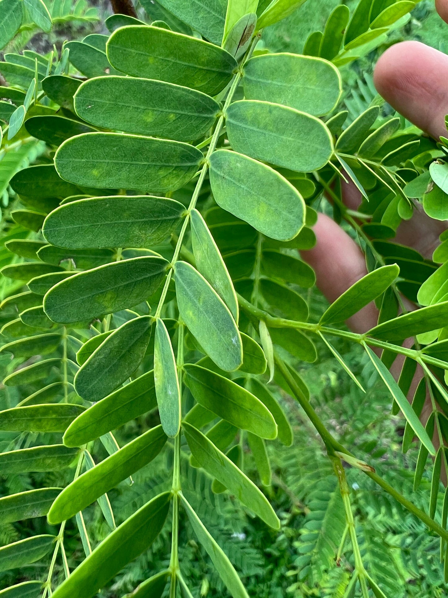 100 Fresh organic handpicked tamarind leaves, 100 tamarindus indica leaves