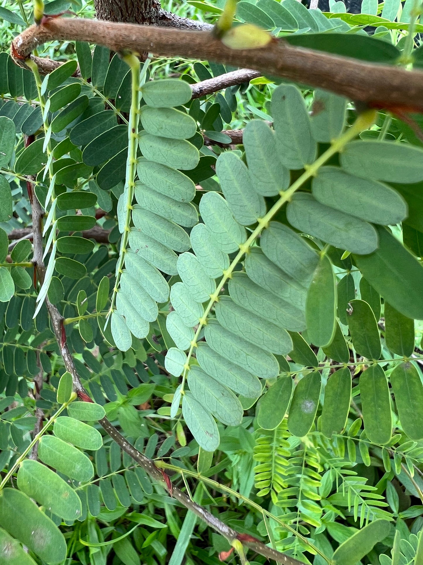 100 Fresh organic handpicked tamarind leaves, 100 tamarindus indica leaves