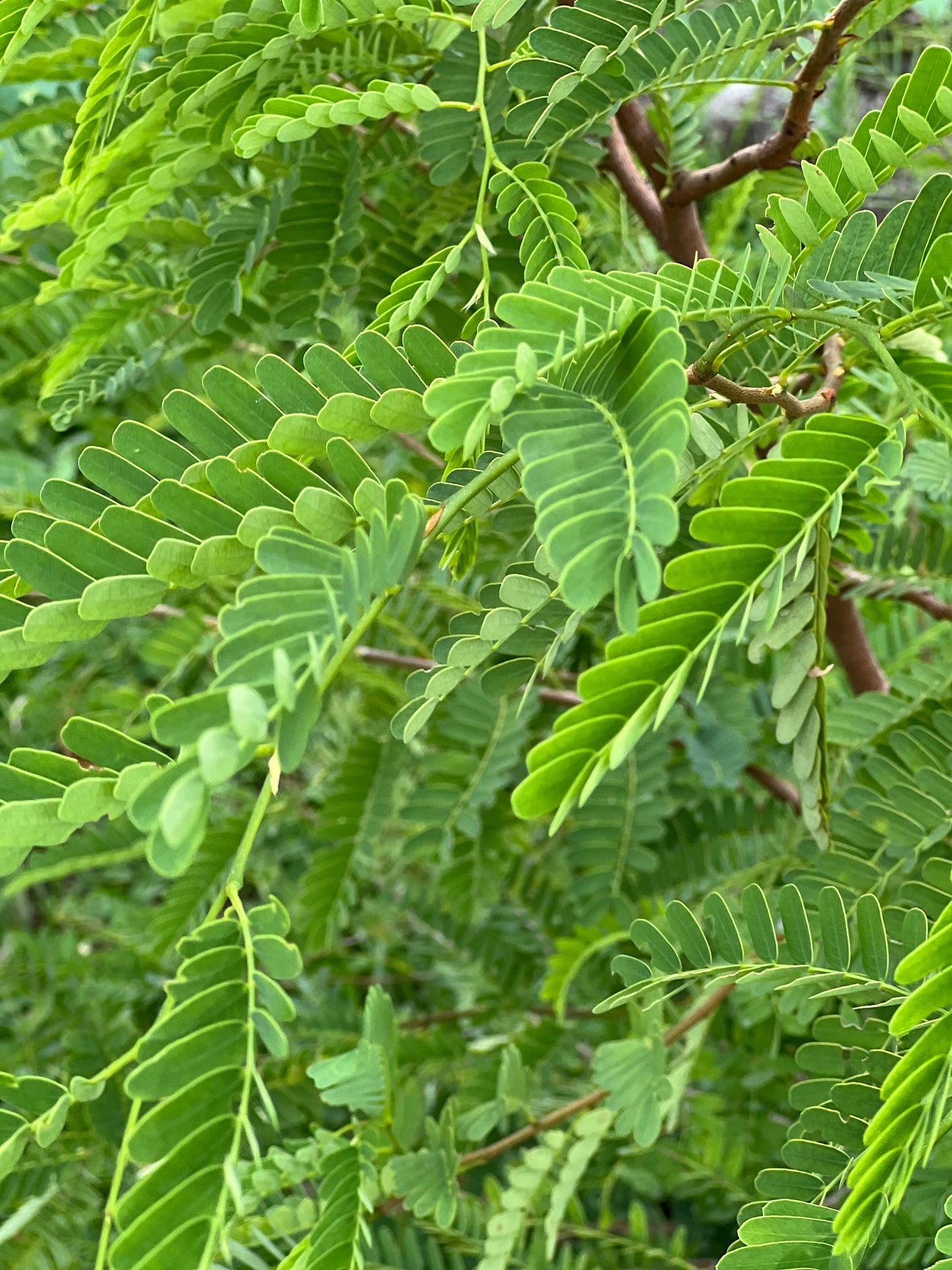 100 Fresh organic handpicked tamarind leaves, 100 tamarindus indica leaves