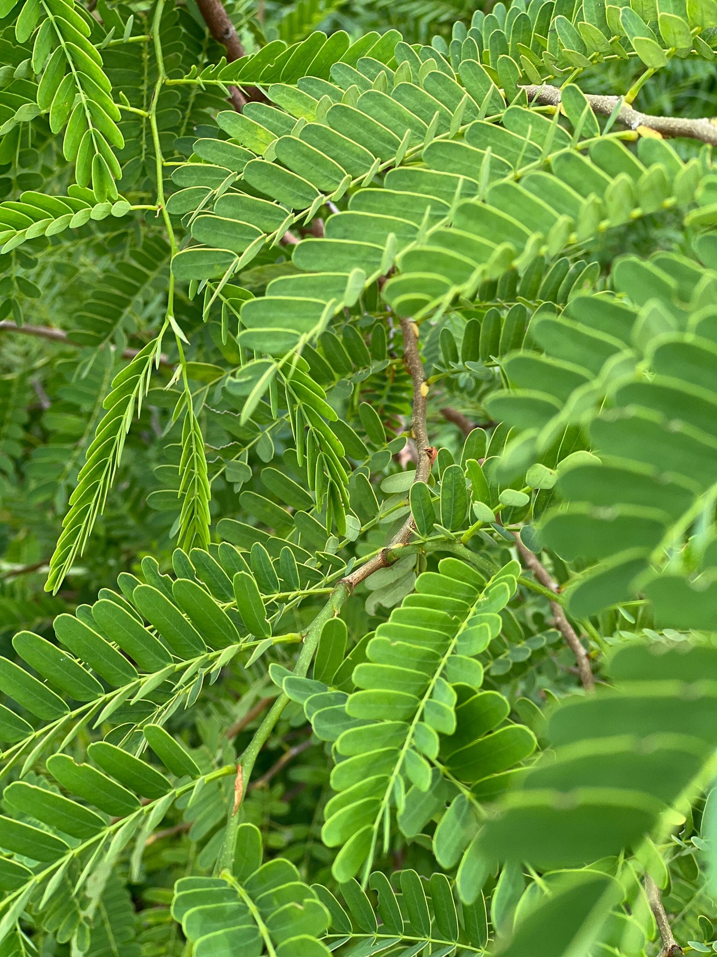 100 Fresh organic handpicked tamarind leaves, 100 tamarindus indica leaves