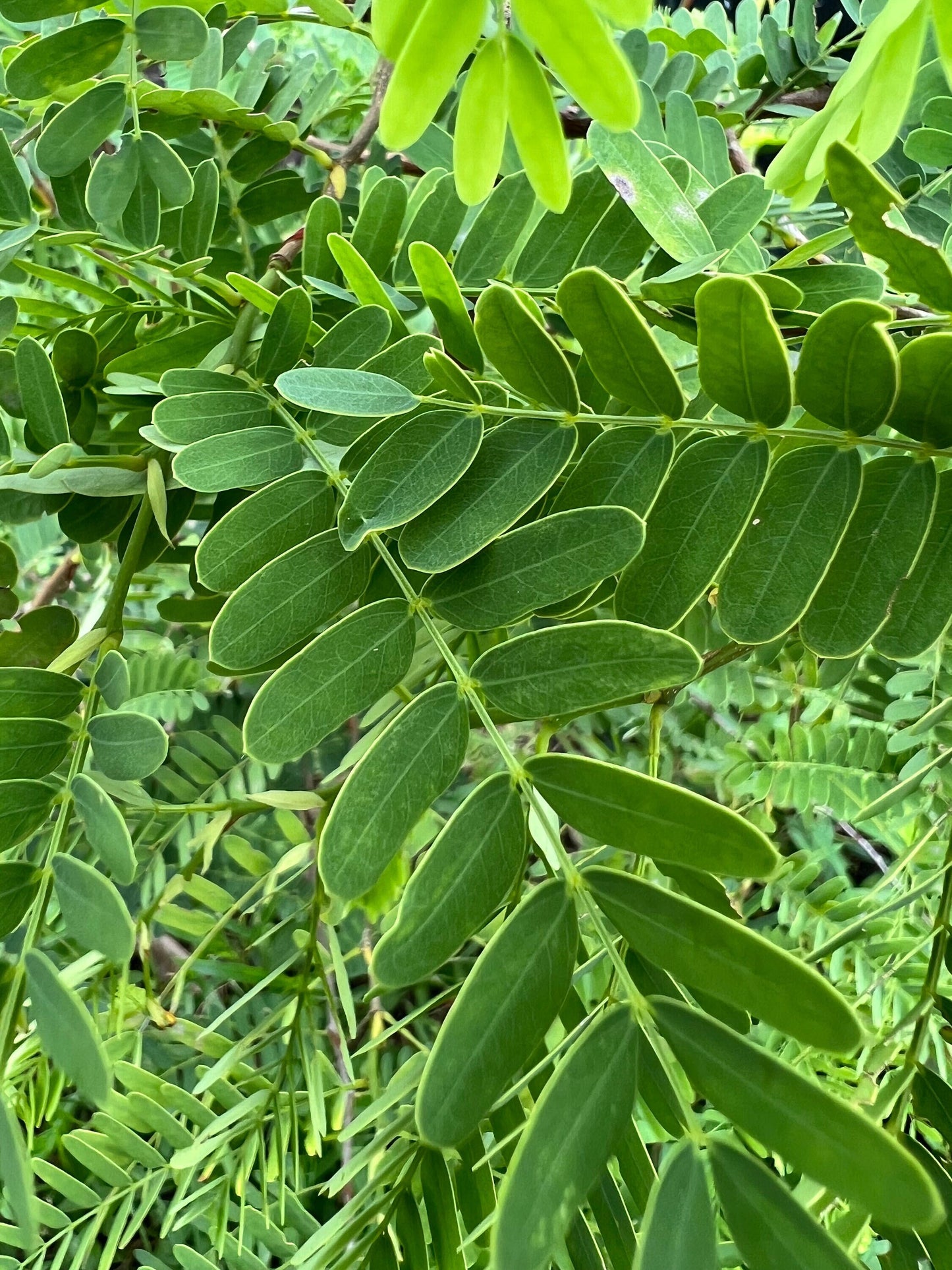 100 Fresh organic handpicked tamarind leaves, 100 tamarindus indica leaves