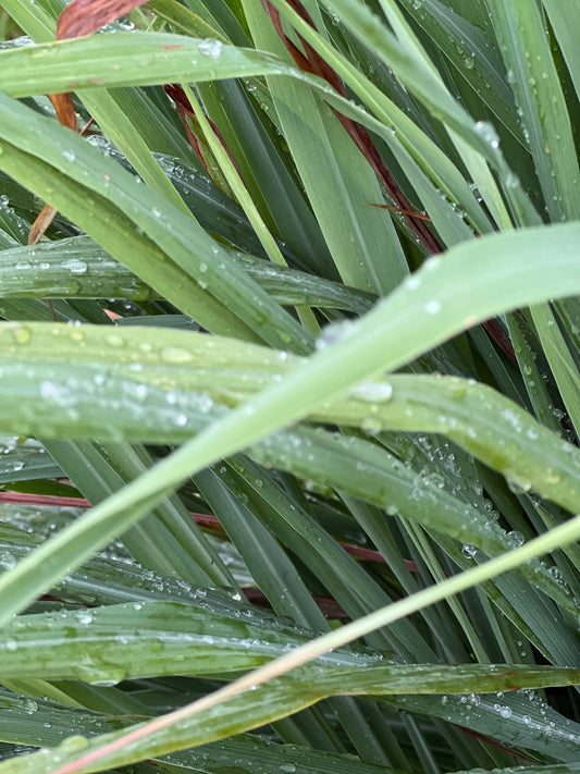 30 Organic fresh Lemongrass leaves, cymbopogon leaves, barbed wire grass