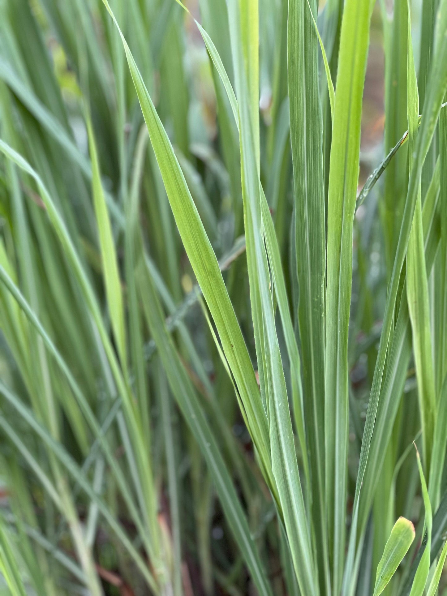 30 Organic fresh Lemongrass leaves, cymbopogon leaves, barbed wire grass