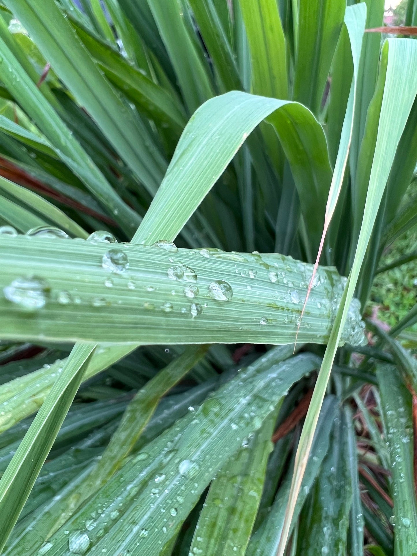 30 Organic fresh Lemongrass leaves, cymbopogon leaves, barbed wire grass