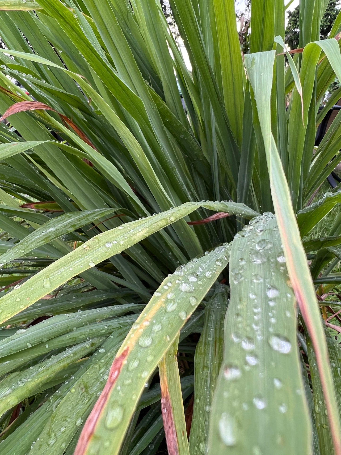 30 Organic fresh Lemongrass leaves, cymbopogon leaves, barbed wire grass