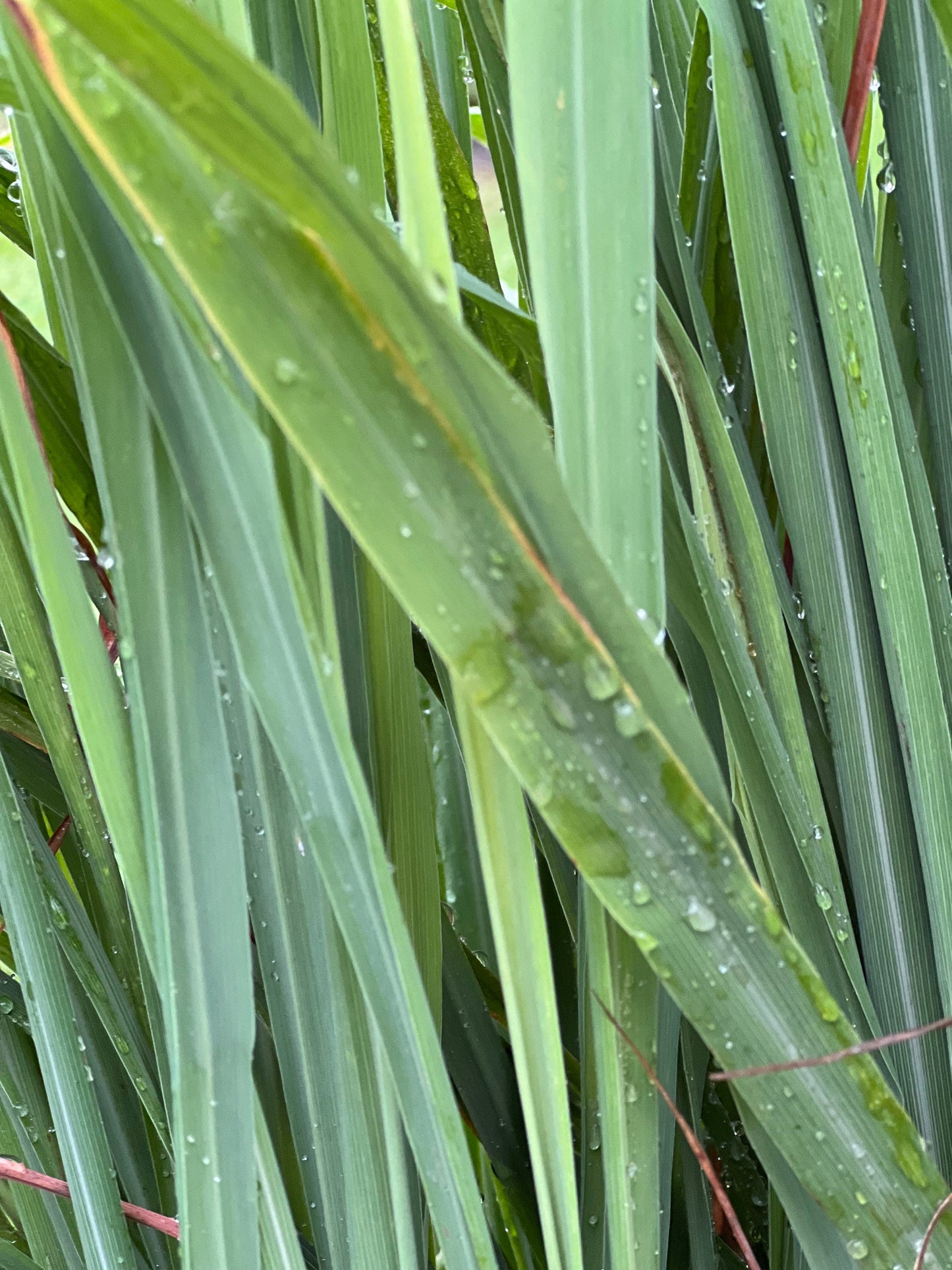 30 Organic fresh Lemongrass leaves, cymbopogon leaves, barbed wire grass