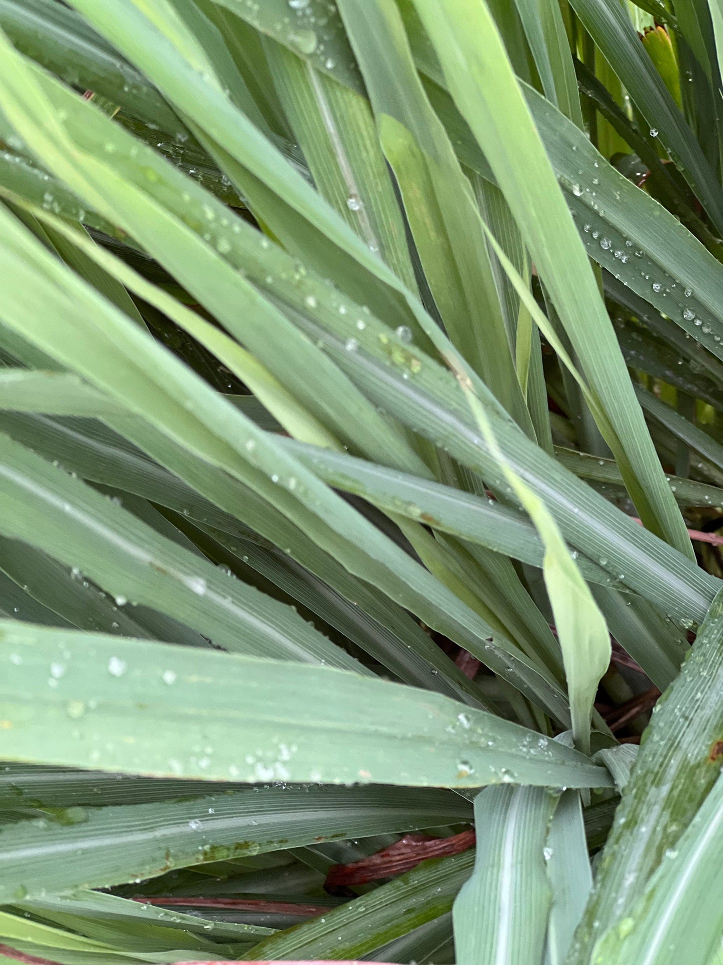 30 Organic fresh Lemongrass leaves, cymbopogon leaves, barbed wire grass