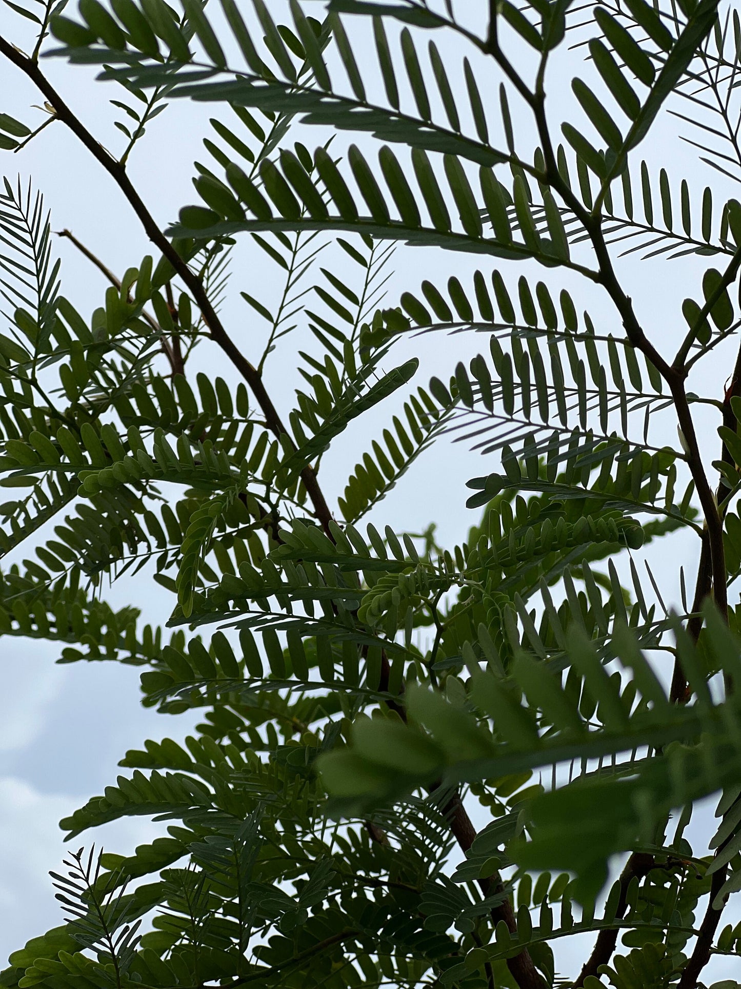 100 Fresh organic handpicked tamarind leaves, 100 tamarindus indica leaves