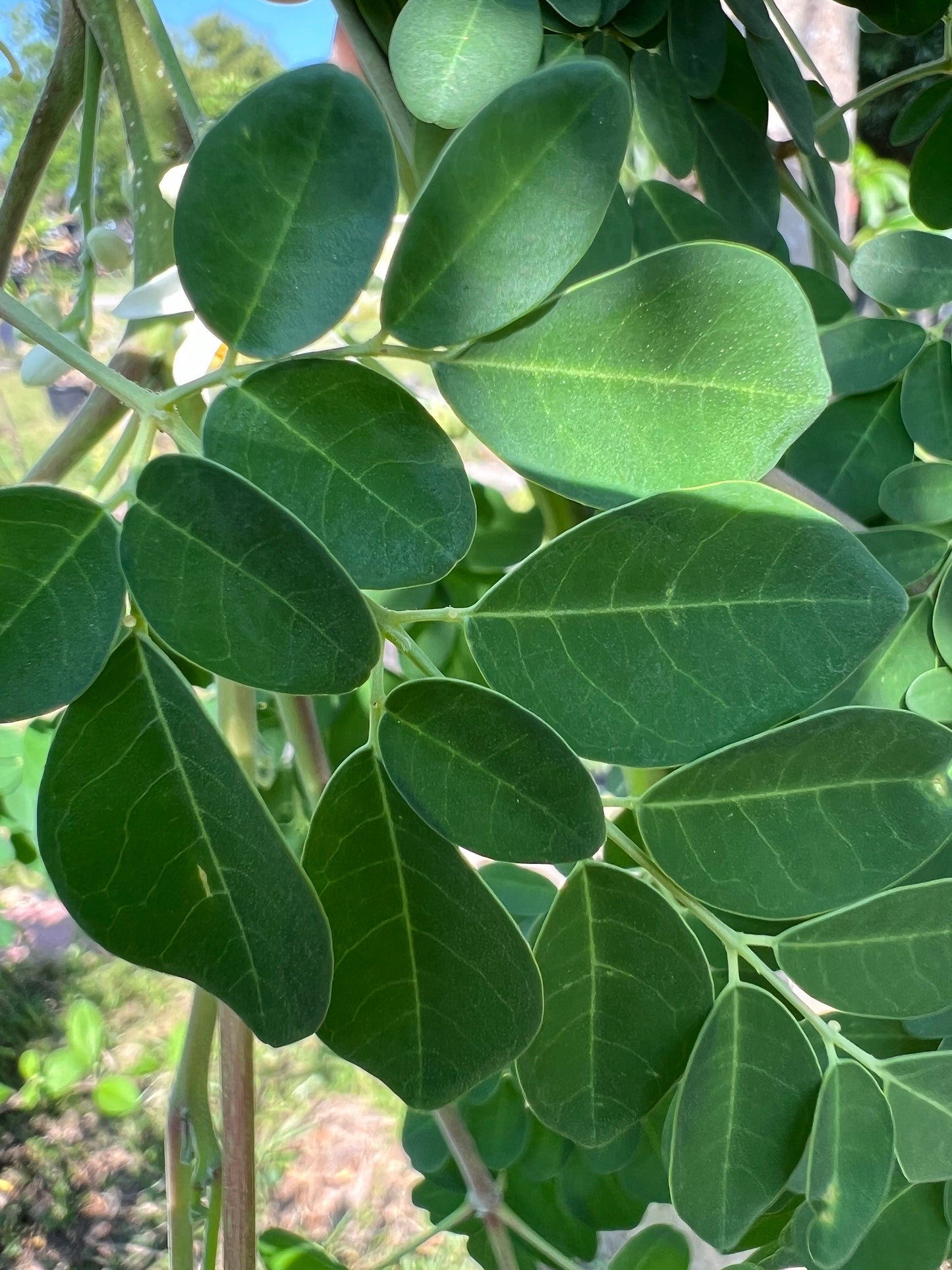 100 Fresh organic hand picked Morninga leaves, Moringa Oleifera leaves