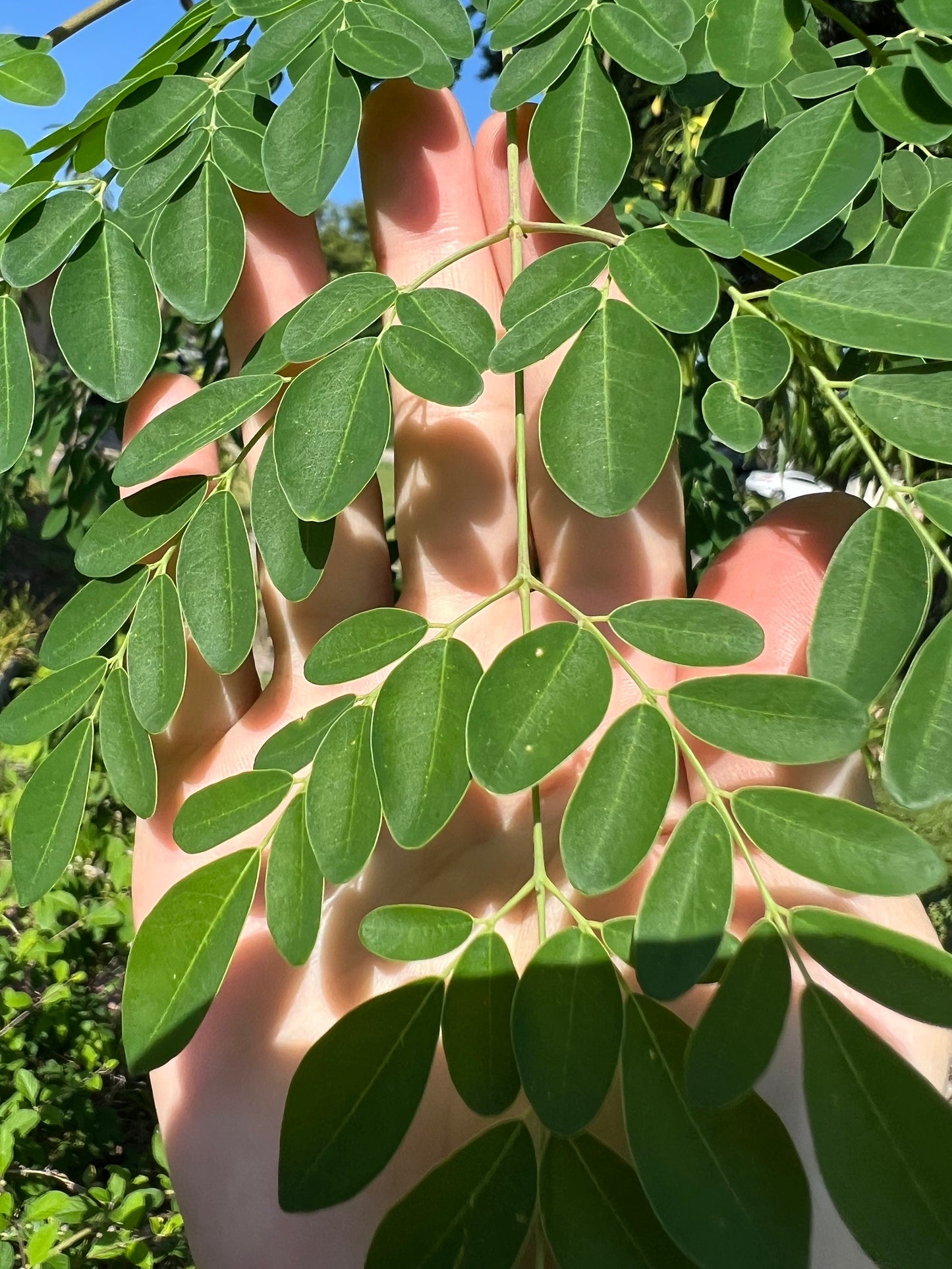 100 Fresh organic hand picked Morninga leaves, Moringa Oleifera leaves