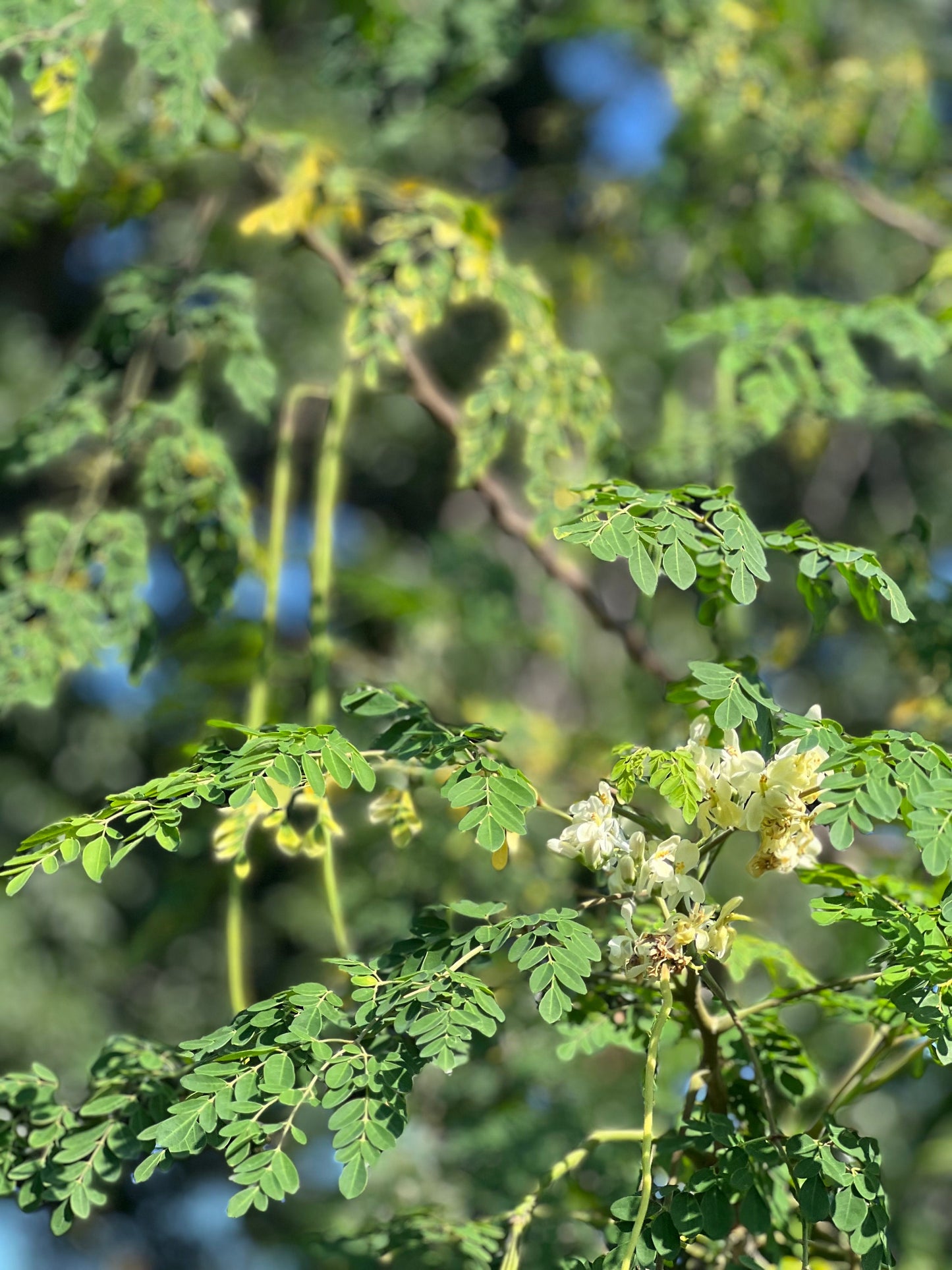 100 Fresh organic hand picked Morninga leaves, Moringa Oleifera leaves