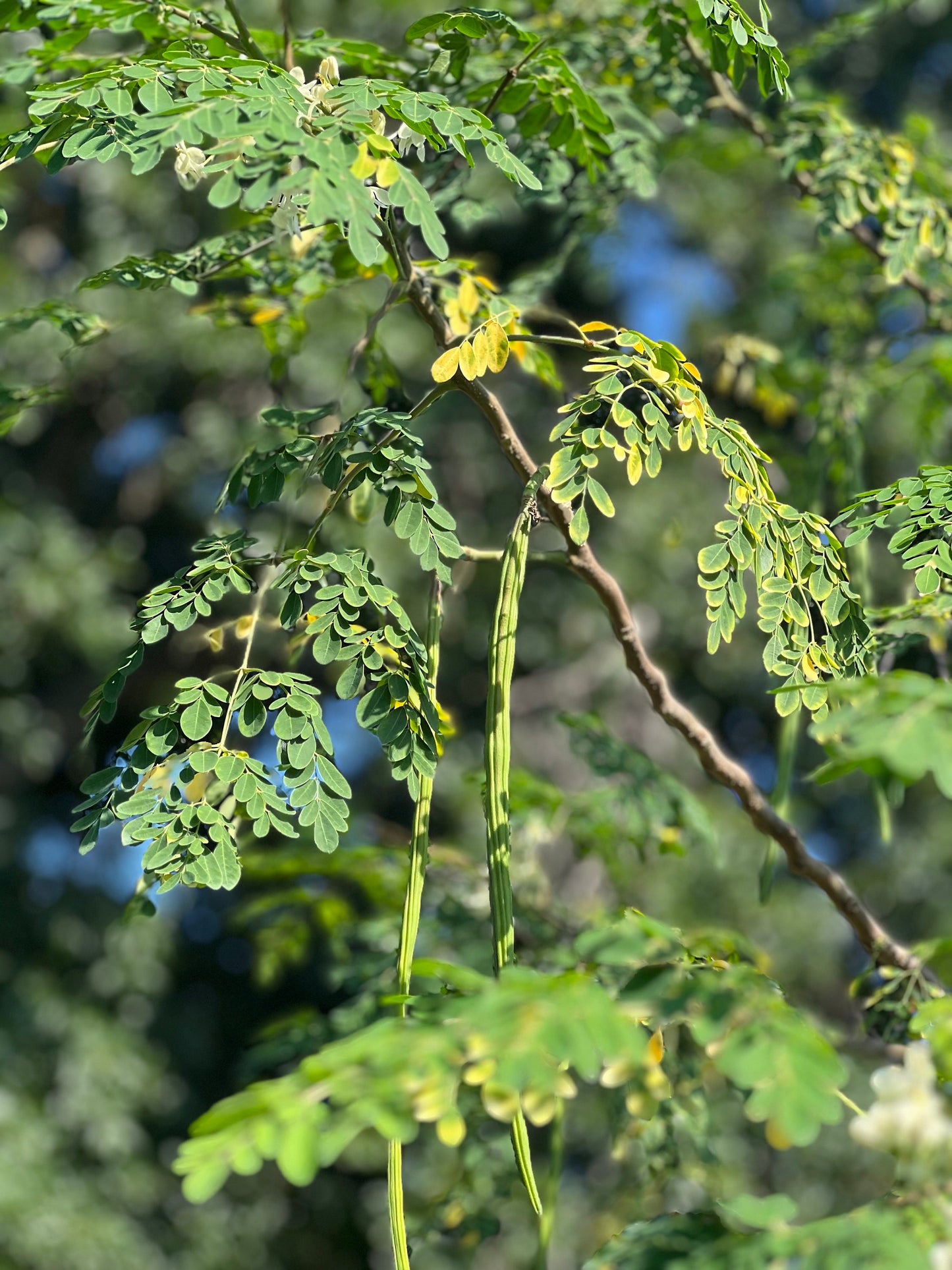 100 Fresh organic hand picked Morninga leaves, Moringa Oleifera leaves