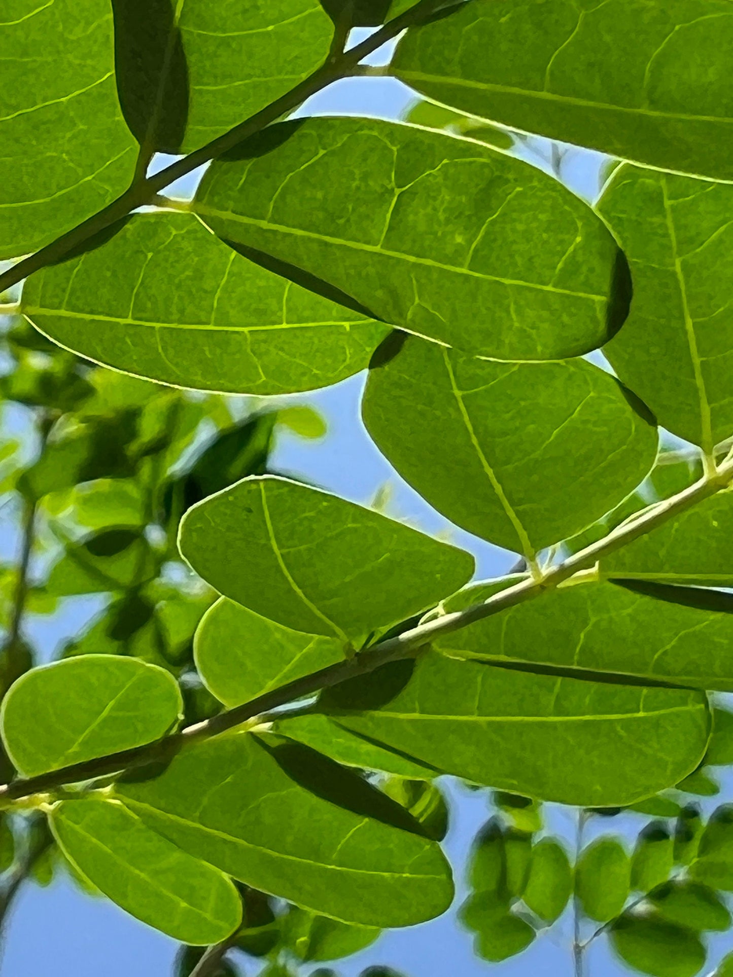 100 Fresh organic hand picked Morninga leaves, Moringa Oleifera leaves