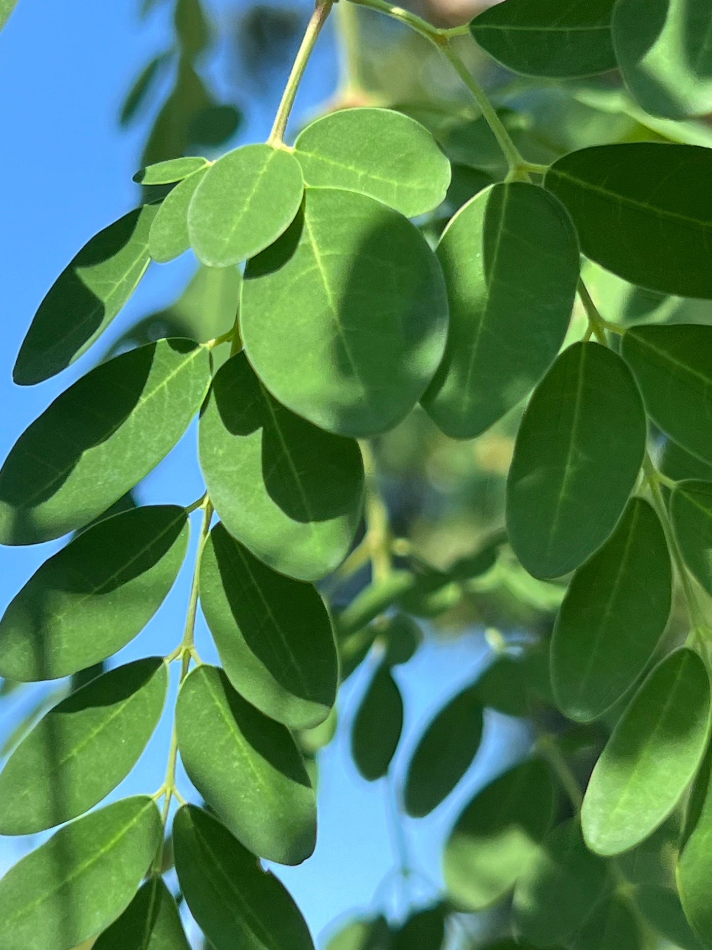 100 Fresh organic hand picked Morninga leaves, Moringa Oleifera leaves