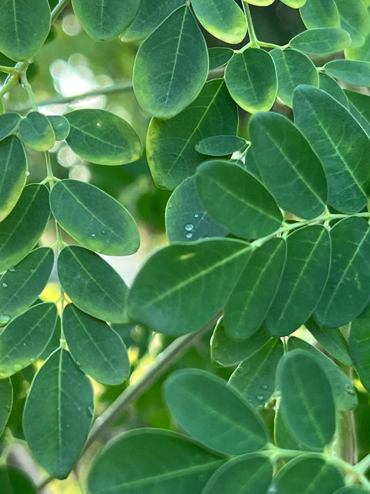 100 Fresh organic hand picked Morninga leaves, Moringa Oleifera leaves