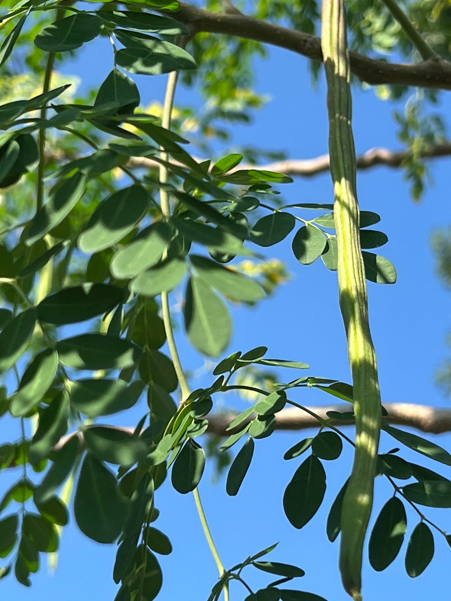 100 Fresh organic hand picked Morninga leaves, Moringa Oleifera leaves