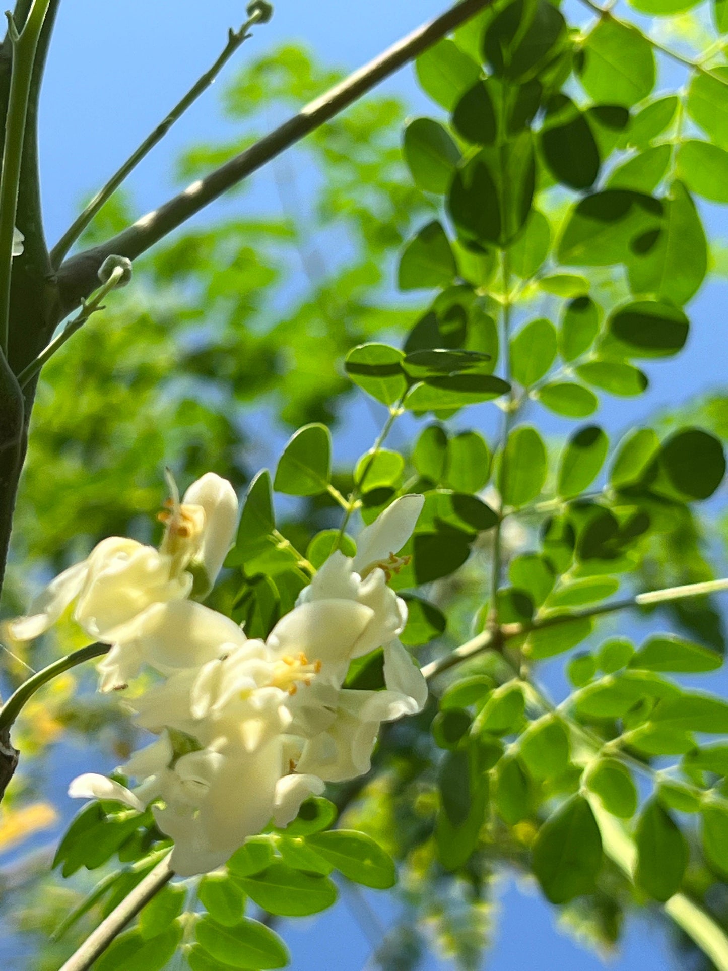 100 Fresh organic hand picked Morninga leaves, Moringa Oleifera leaves