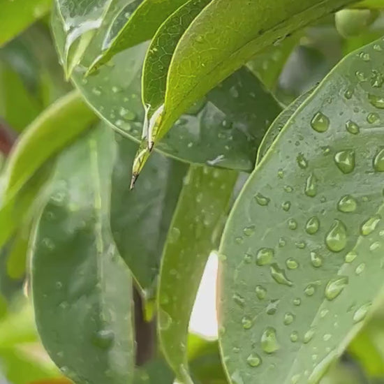 50 Fresh organic whole soursop leaves, guanábano leaves