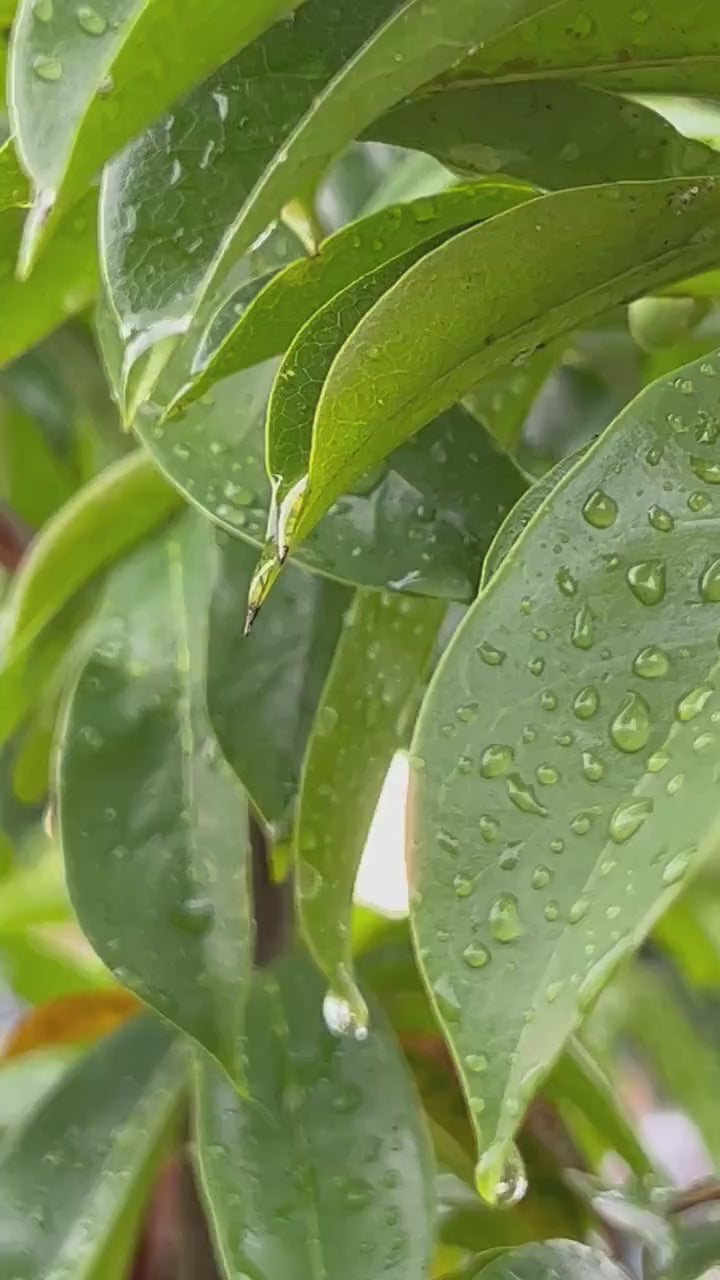 50 Fresh organic whole soursop leaves, guanábano leaves