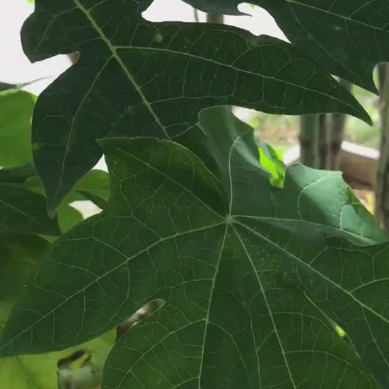 5 Organic Papaya leaves cut fresh