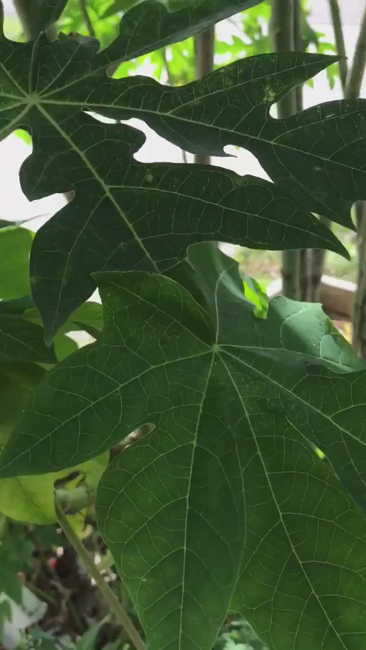 5 Organic Papaya leaves cut fresh