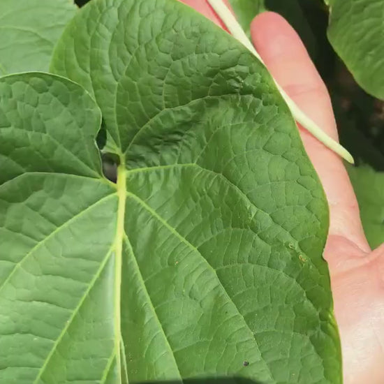 Yerba Santa -Root beer leaf- holy leaf- Piper auritum - Hoja Santa- Mexican pepper leaf. 10 organic holy leaves cut fresh when ordered