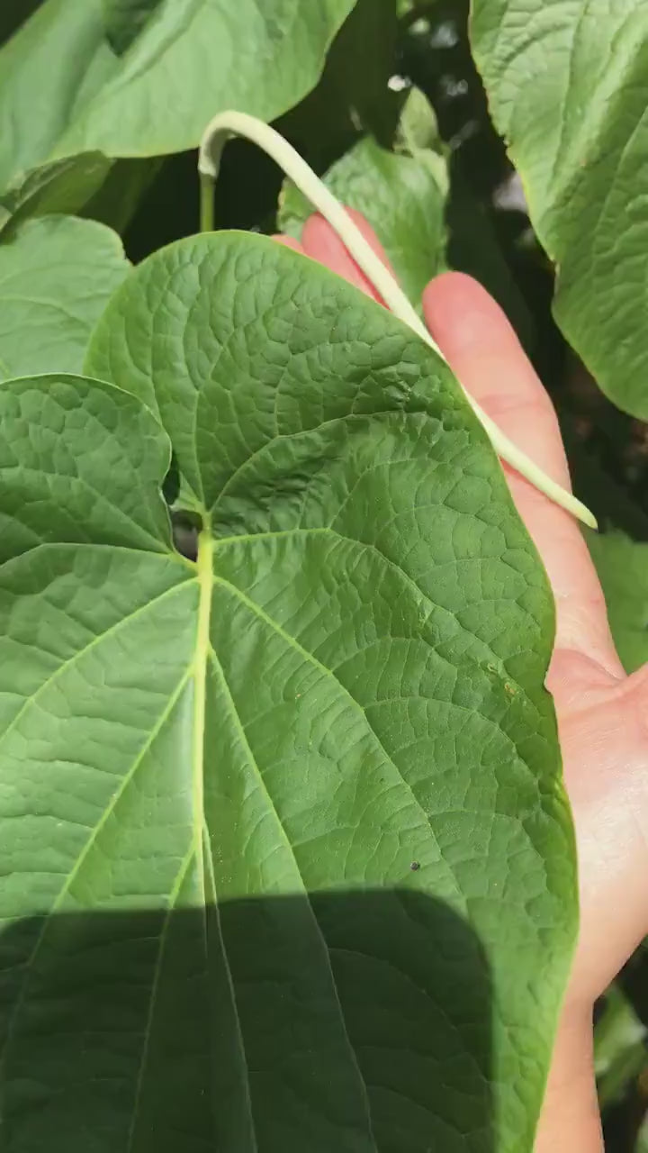 Yerba Santa -Root beer leaf- holy leaf- Piper auritum - Hoja Santa- Mexican pepper leaf. 10 organic holy leaves cut fresh when ordered